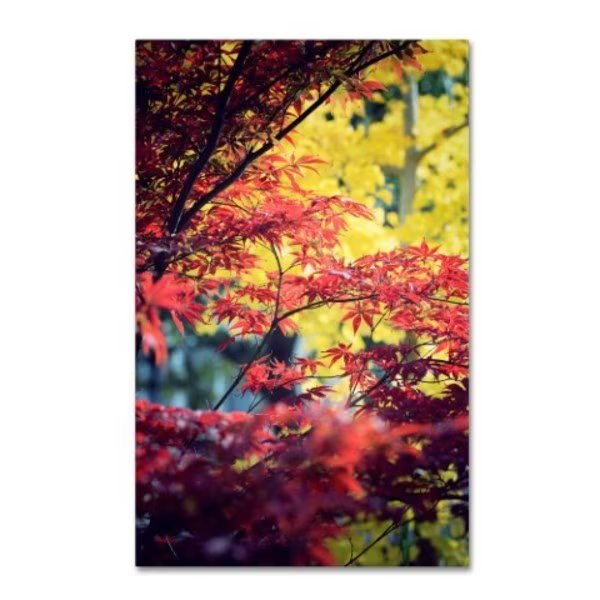 Philippe Sainte-Laudy 'Red vs Yellow' Canvas Art, 16x24, Trademark Fine Art, Mfr#: PSL0242-C1624GG
